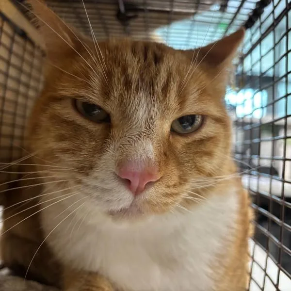 An adult small-sized male Domestic Short Hair cat named Boots for adoption in Des Moines, IA