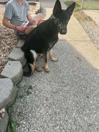 An adult medium-sized male German Shepherd Dog dog named Andy for adoption in Bowling Green, KY