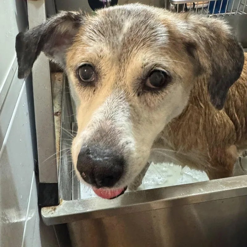 A senior medium-sized female Brown / Chocolate Husky dog named Avellana for adoption in Rockville, MD