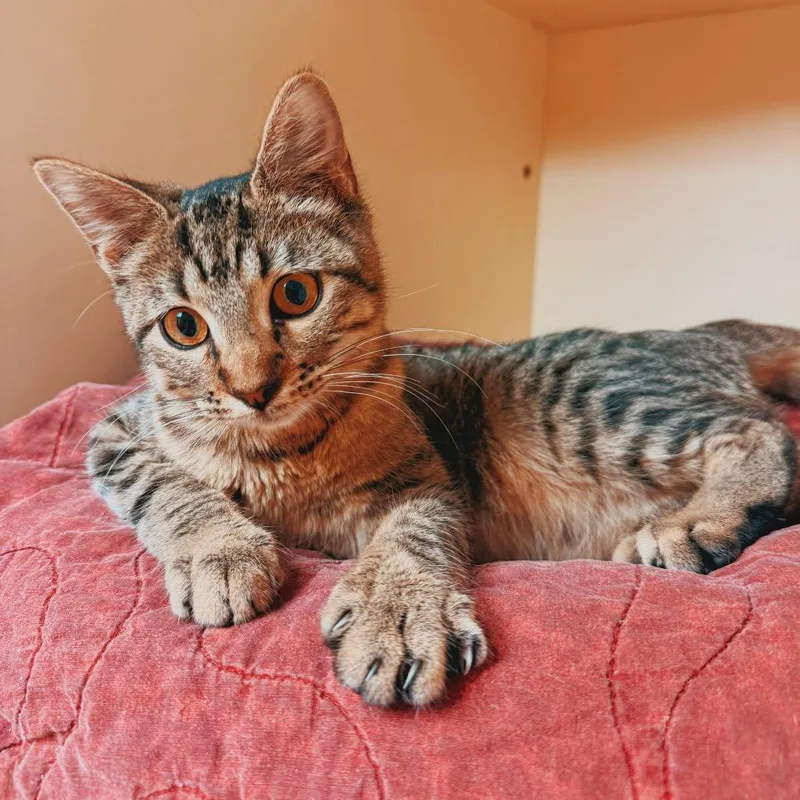 A young medium-sized female Tabby (Brown / Chocolate) Domestic Short Hair cat named Mary Alice for adoption in Hays, KS