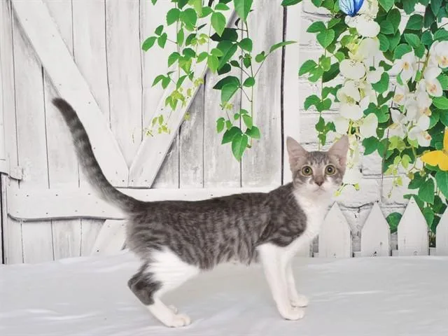 A young small-sized female Domestic Short Hair cat named Sally for adoption in Oroville, CA