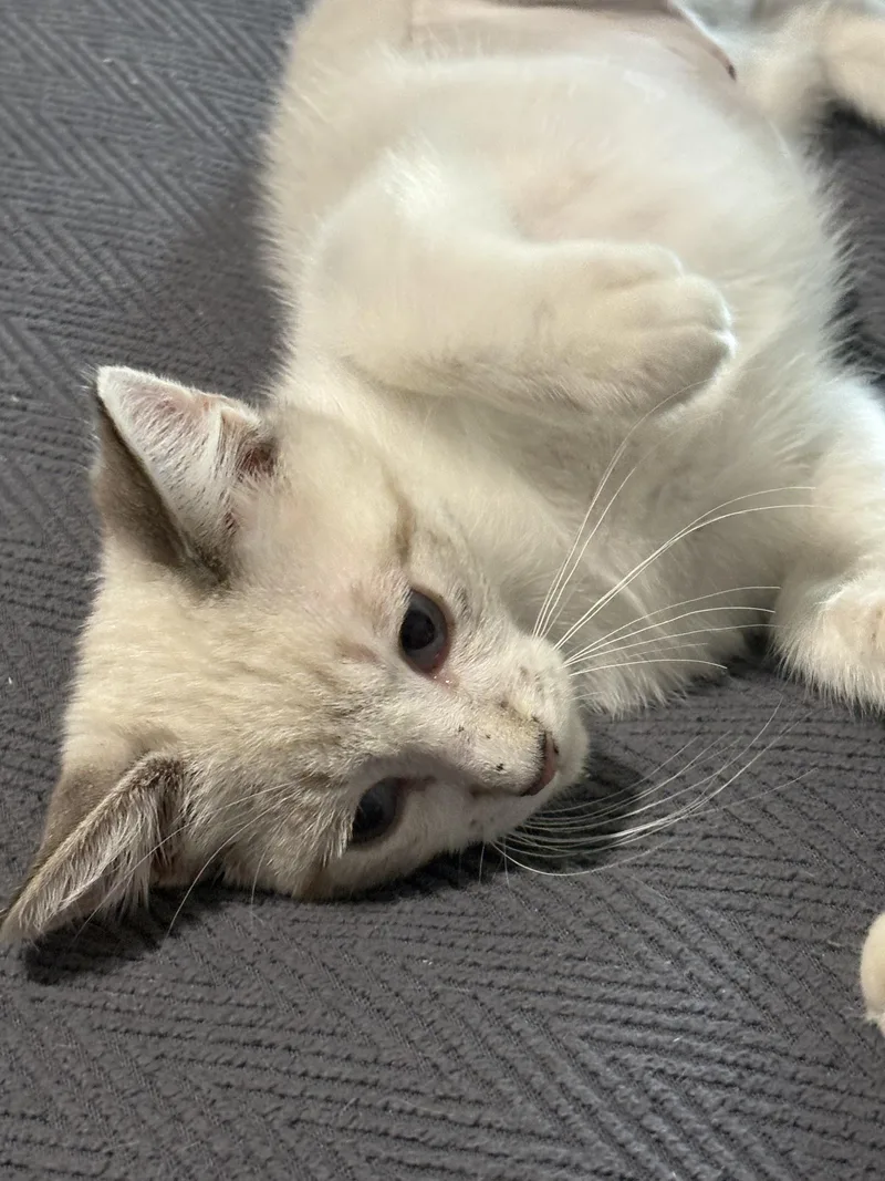 A baby small-sized female Siamese cat named Iggy Azelia for adoption in Youngtown, AZ