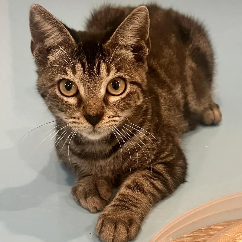 A baby medium-sized male Tabby (Leopard / Spotted) Bengal cat named Jeff for adoption in Liverpool, TX