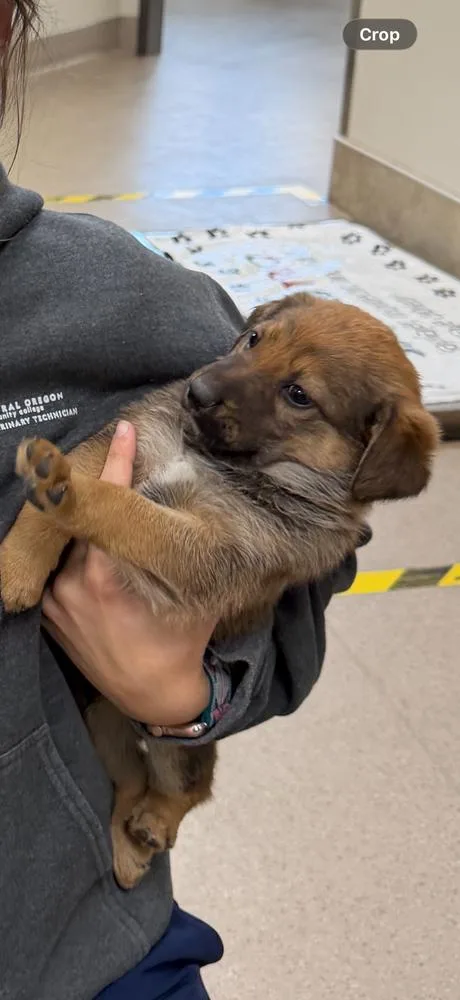 A baby small-sized male Brown / Chocolate Cattle Dog dog named Pup for adoption in Vancouver, WA