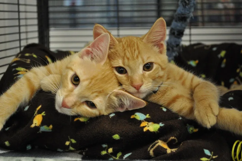 An adult medium-sized male Orange / Red Domestic Short Hair cat named Ming for adoption in West Cornwall, CT