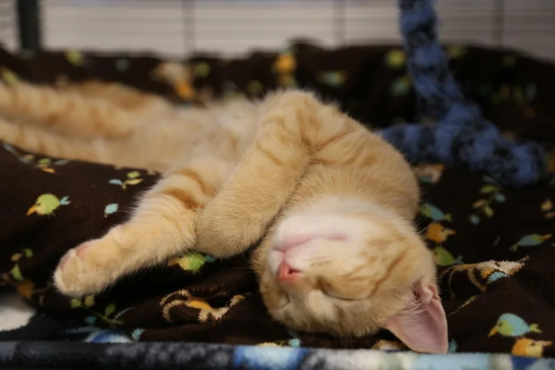 Ming thumbnail 3