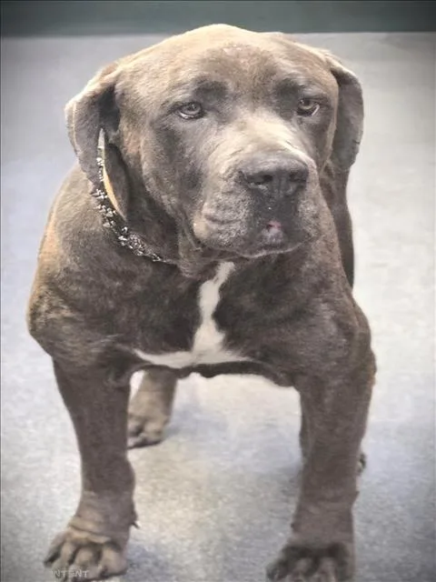 An adult extra large-sized male Cane Corso dog named Zeuz for adoption in Los Angeles, CA