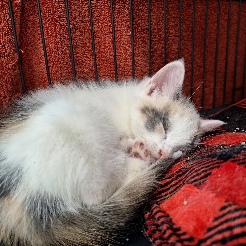 A baby medium-sized female Domestic Short Hair cat named Honey for adoption in Clarinda, IA