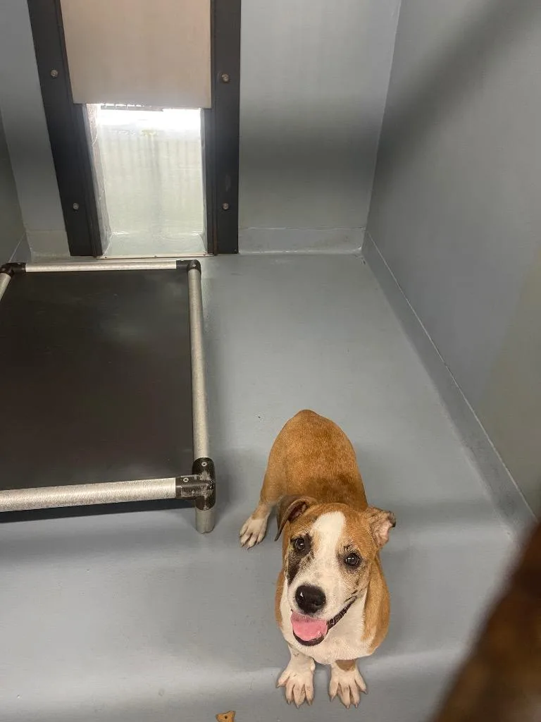 A baby medium-sized male Mixed Breed dog named Pepsy for adoption in Cartersville , GA