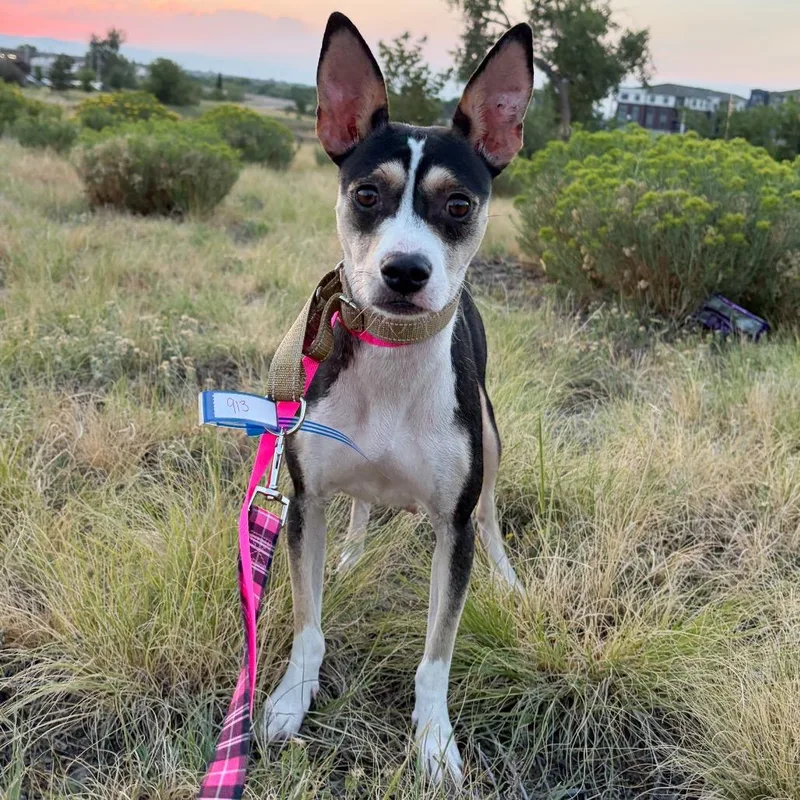 An adult medium-sized female Black Rat Terrier dog named Ruth for adoption in Parker, CO