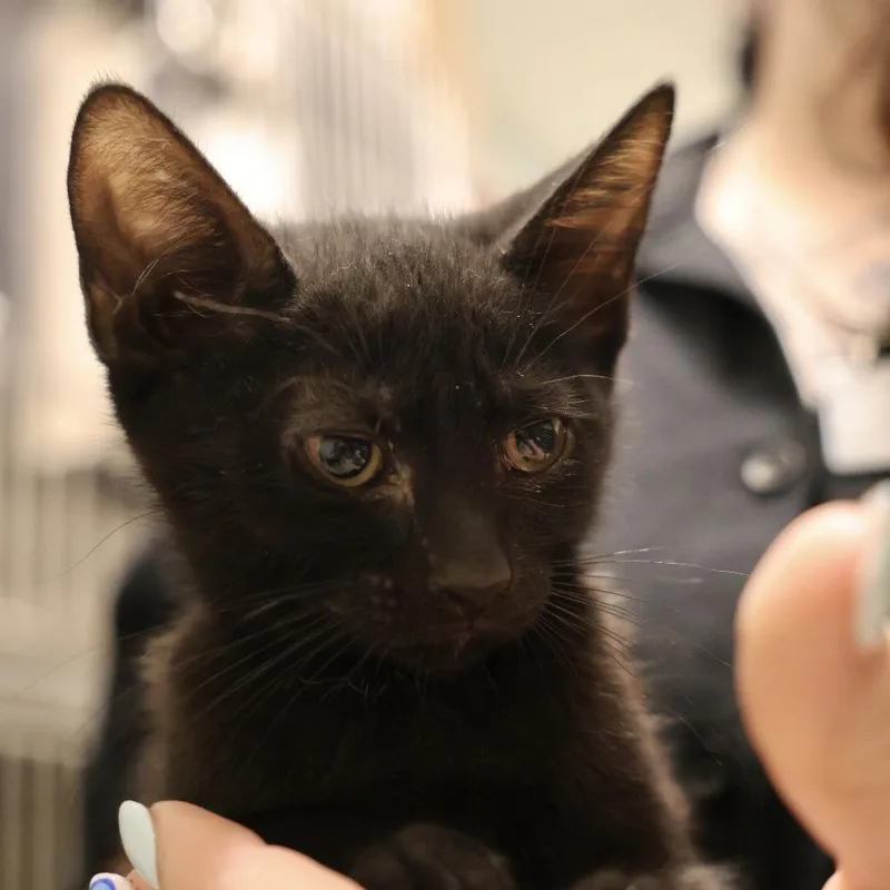 A baby small-sized female Black Domestic Short Hair cat named Layla for adoption in Briarcliff Manor, NY