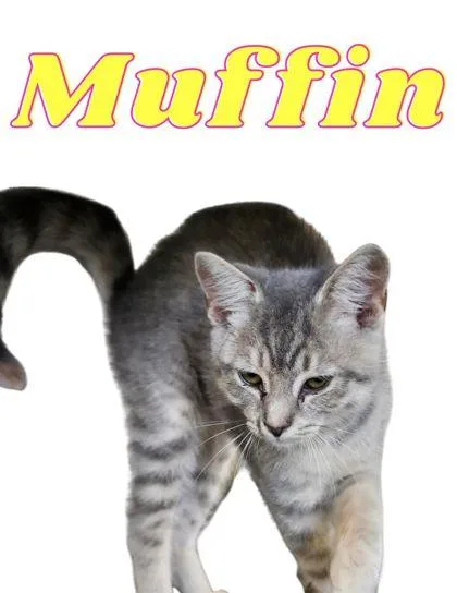 A young medium-sized female Domestic Medium Hair cat named Muffin for adoption in Columbus, IN