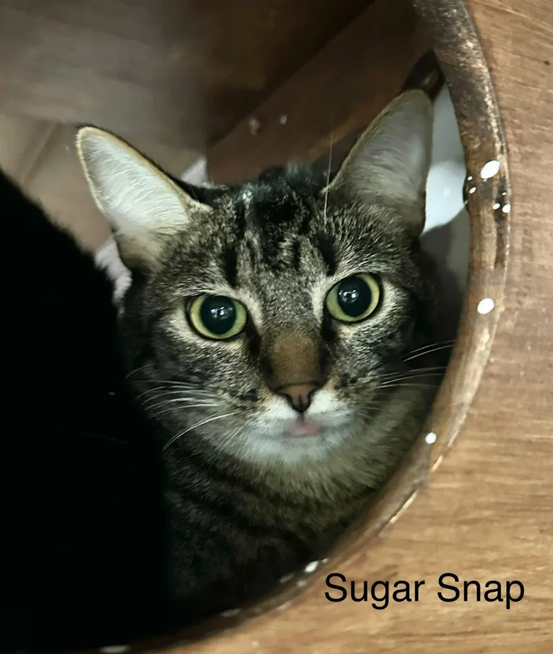 Sugar Snap Linnear thumbnail 6