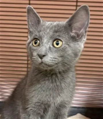 A baby small-sized male Domestic Short Hair cat named Soda for adoption in Aliquippa, PA