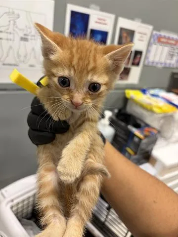 A baby small-sized male Domestic Short Hair cat named Wyatt for adoption in San Martin, CA