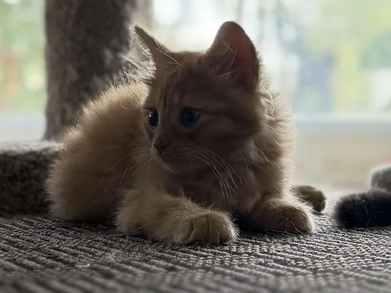 Kix