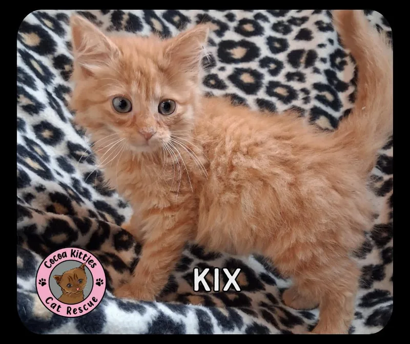 Kix thumbnail 6