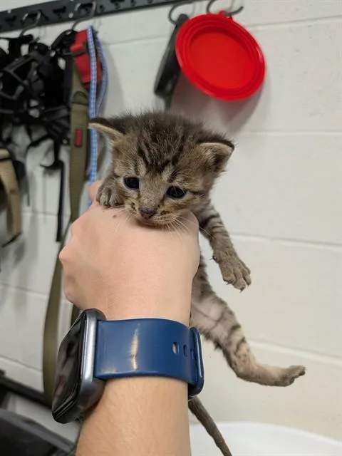 A baby small-sized male Domestic Short Hair cat named Hawkeye for adoption in Saint Peters, MO