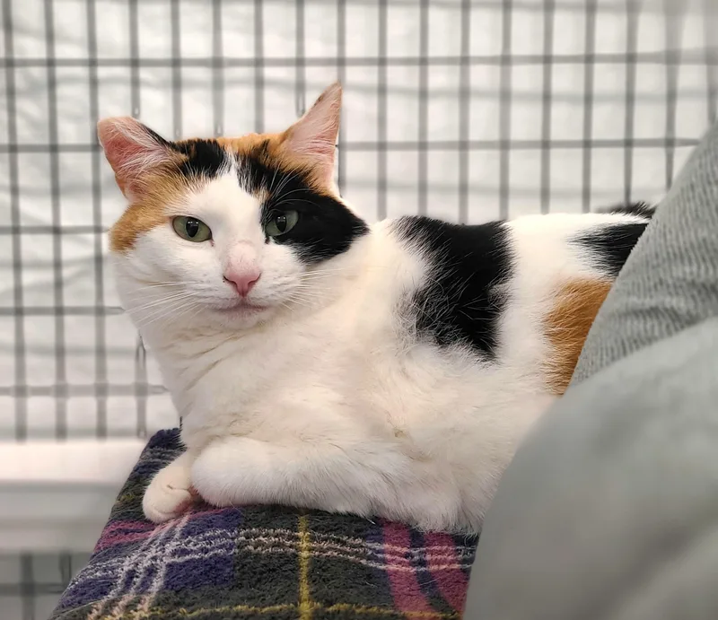 An adult medium-sized female Calico Domestic Short Hair cat named Bea for adoption in Kirkland, WA