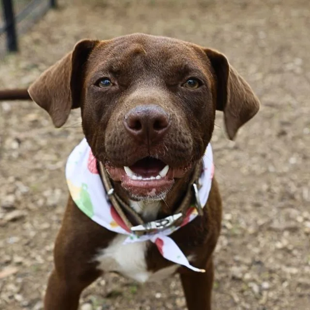 A young medium-sized male Terrier dog named Buster for adoption in San Antonio, TX