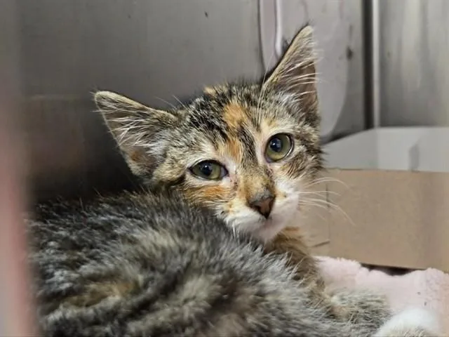 A baby small-sized female Domestic Short Hair cat named Mosaic for adoption in Martinez, CA