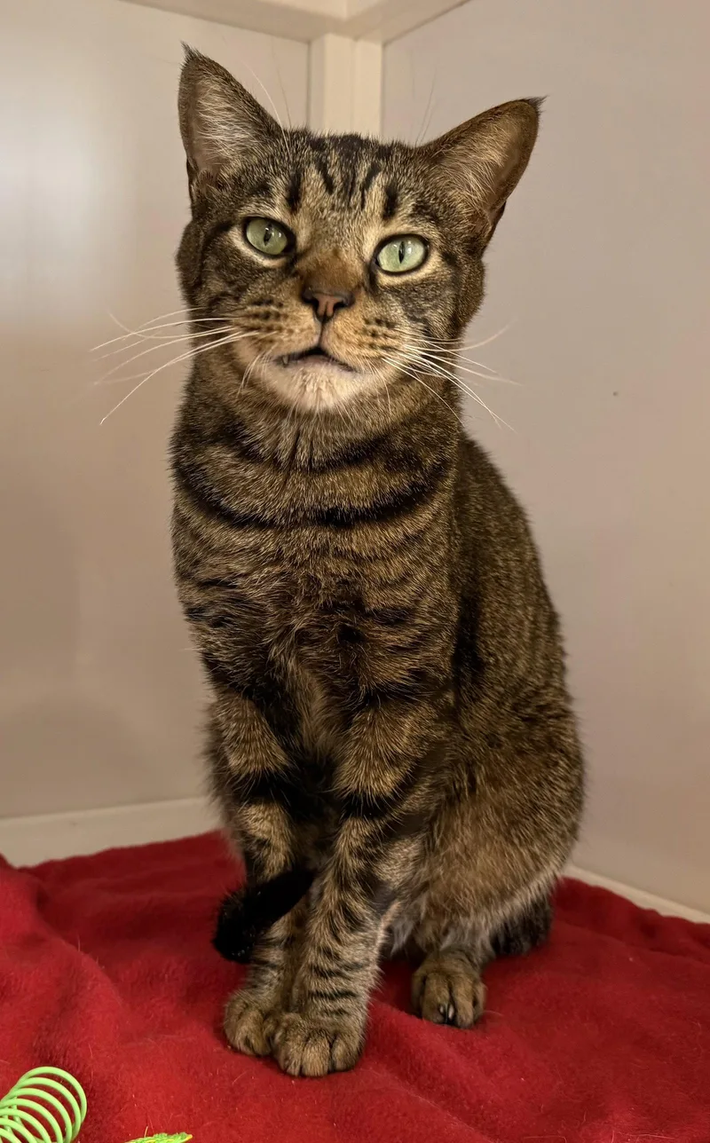A young medium-sized male Tabby cat named Gene for adoption in Alexandria, VA