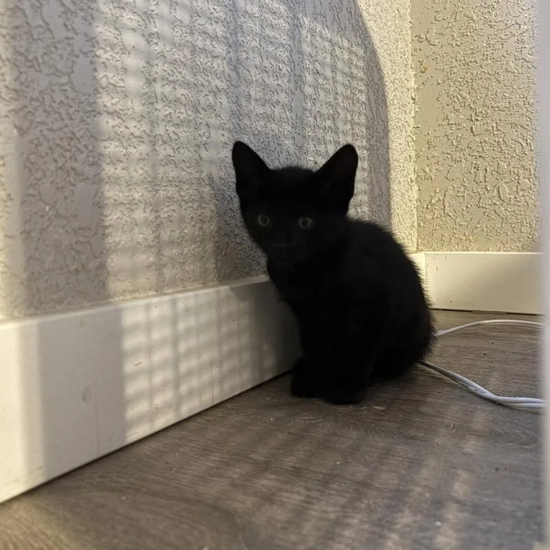A baby small-sized male Black Domestic Short Hair cat named Beetle for adoption in Coralville, IA