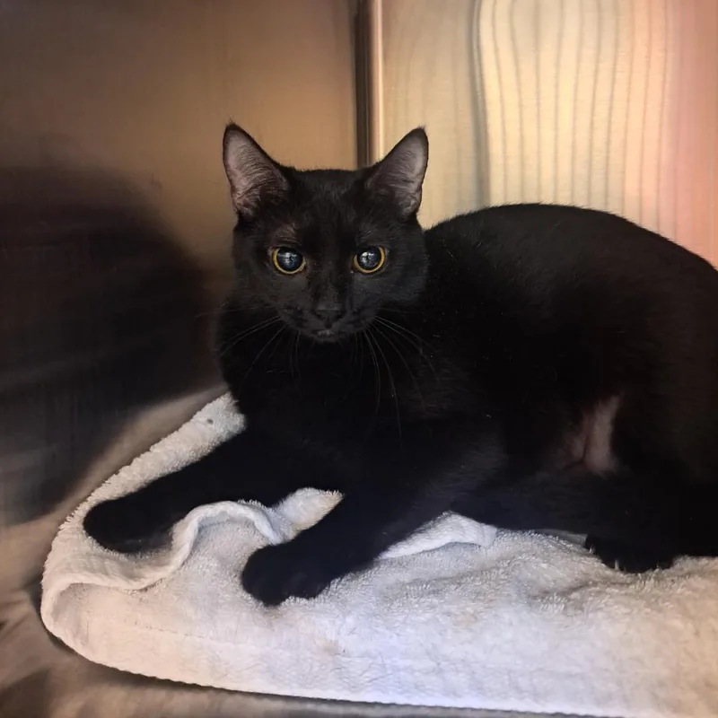 An adult medium-sized female Black Domestic Short Hair cat named Curly Fries for adoption in Pensacola, FL