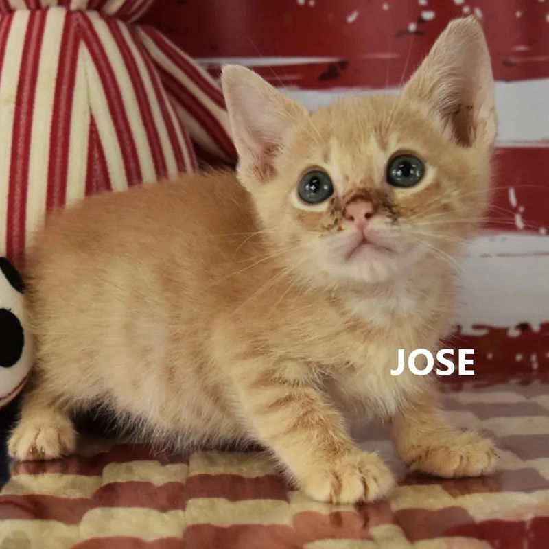 A baby small-sized male Cream / Ivory Domestic Short Hair cat named Jose for adoption in Yuma, AZ