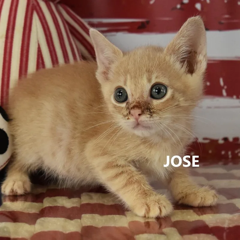 Jose thumbnail 2