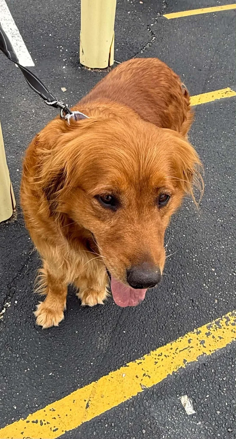 Daphne thumbnail 3