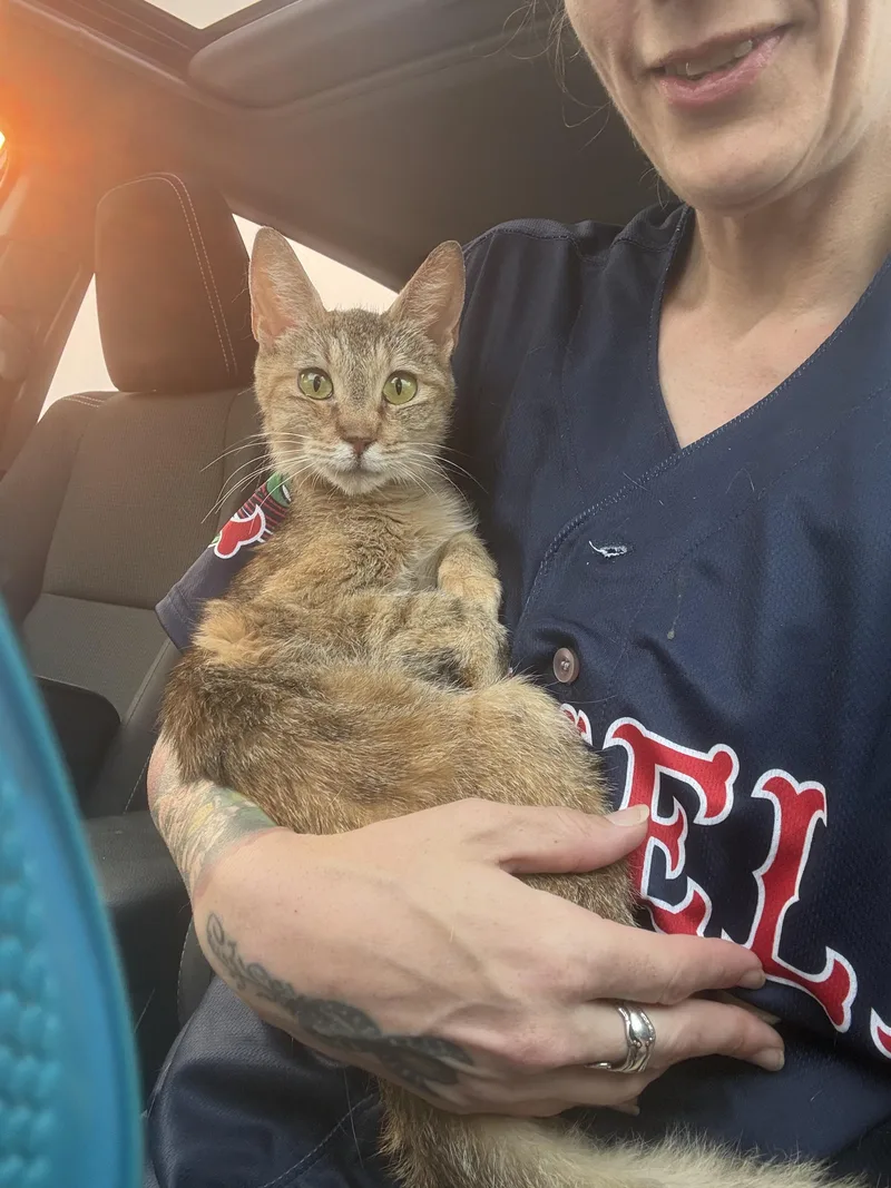 A young medium-sized female Tabby (Brown / Chocolate) Domestic Short Hair cat named Fiona for adoption in Worcester, MA