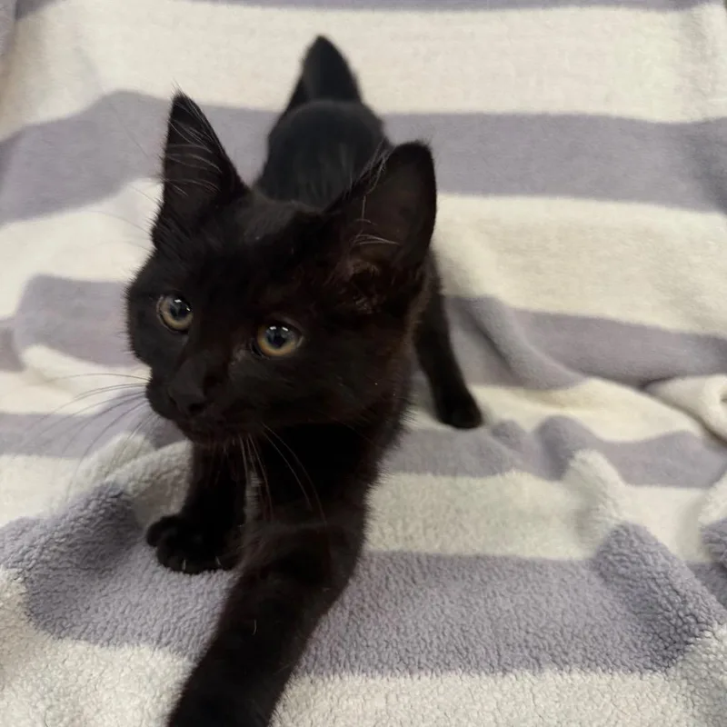 A baby small-sized female Black Domestic Short Hair cat named Pepsi for adoption in Newberg, OR