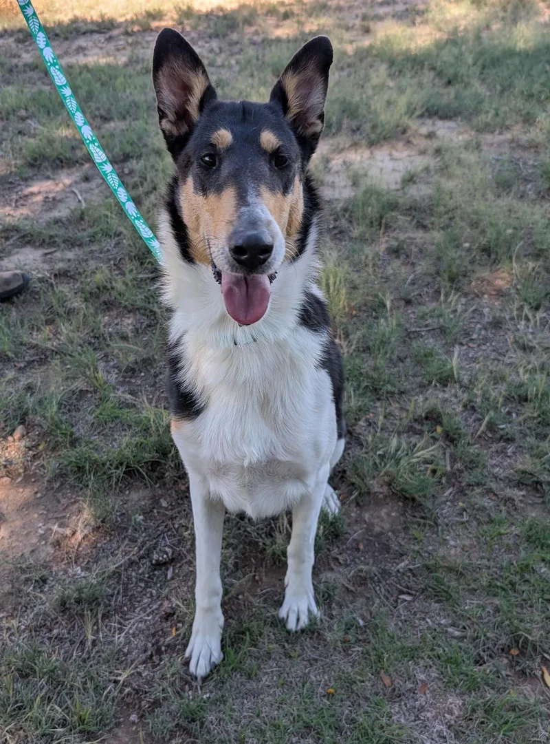 An adult medium-sized female Collie dog named Lady for adoption in Pueblo West, CO