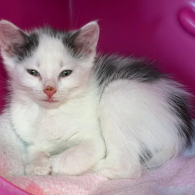 A baby small-sized male Gray / Blue / Silver Domestic Short Hair cat named Tadhg for adoption in Waukesha, WI