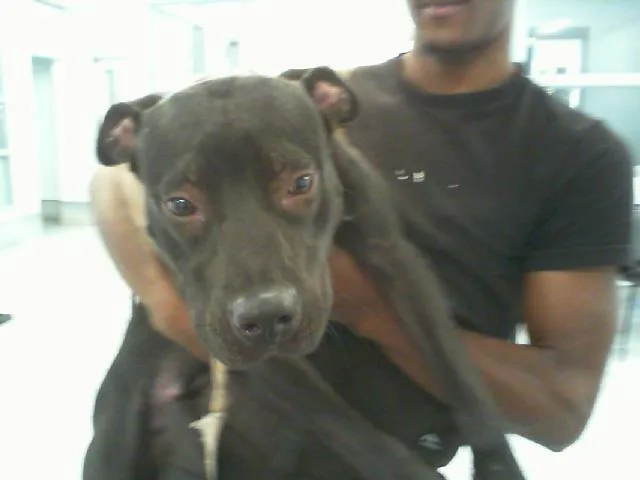 A young medium-sized female Pit Bull Terrier dog named Maple for adoption in Charlotte, NC