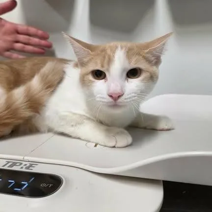 A baby small-sized female Buff / Tan / Fawn Domestic Short Hair cat named Queen Elizabeth I for adoption in Fredericksburg, VA