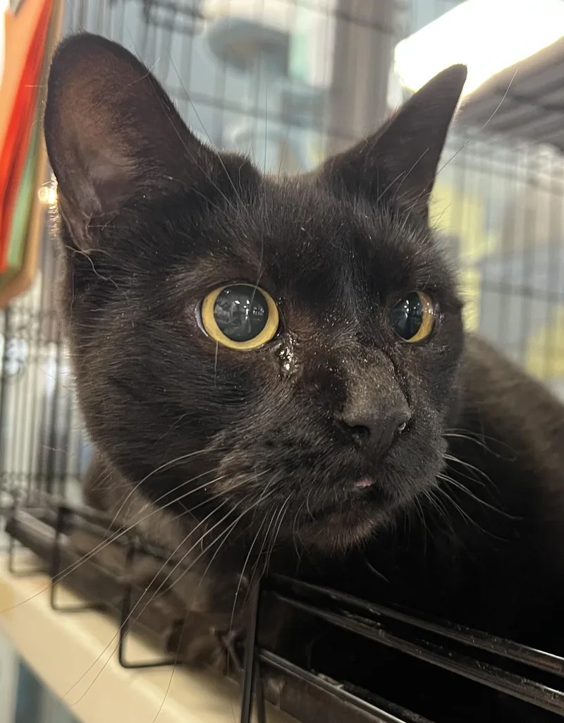 An adult extra large-sized female Black Domestic Short Hair cat named Perla for adoption in Johnston, RI