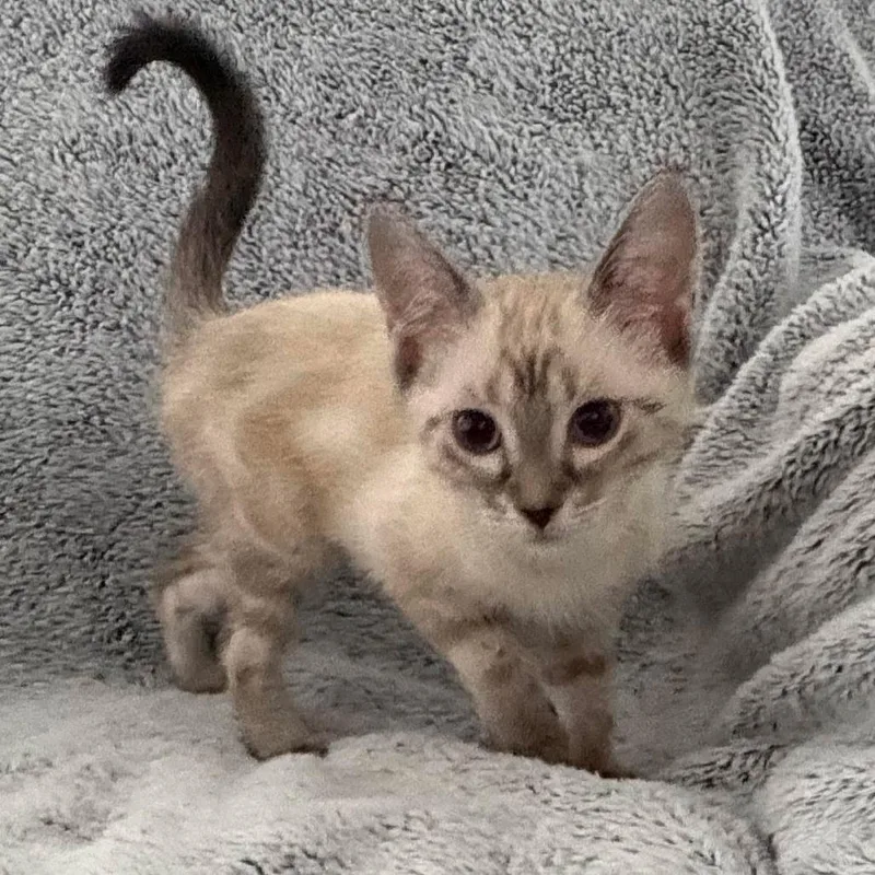 A baby small-sized female Cream / Ivory Siamese cat named Blt for adoption in Winchester, VA