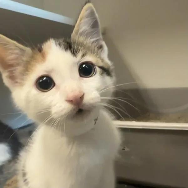 A baby small-sized female Domestic Short Hair cat named Dovewing for adoption in Walnut Creek, CA