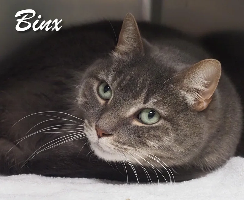 Binx thumbnail 2