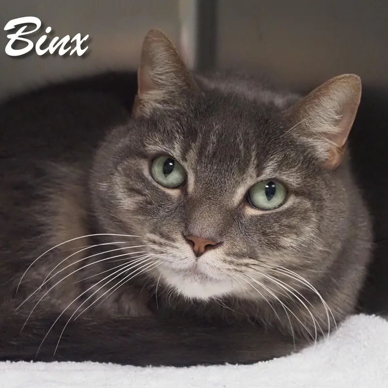 A senior medium-sized female Domestic Short Hair cat named Binx for adoption in Cape May Court House, NJ