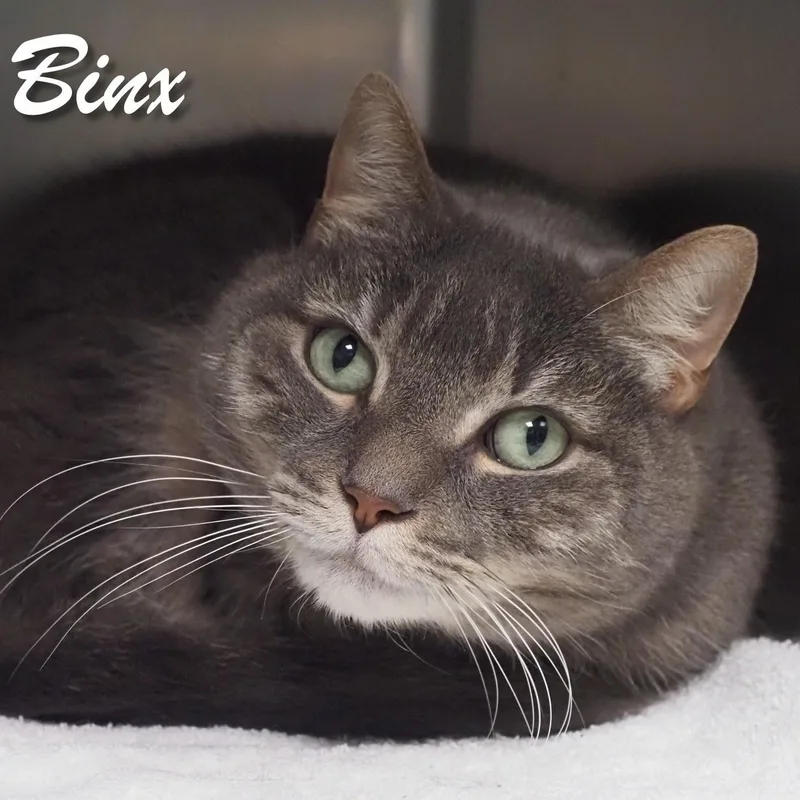 Binx thumbnail 3