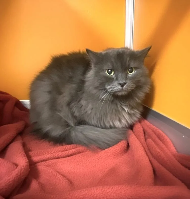 An adult medium-sized male Gray / Blue / Silver Domestic Long Hair cat named Leon for adoption in Elyria, OH