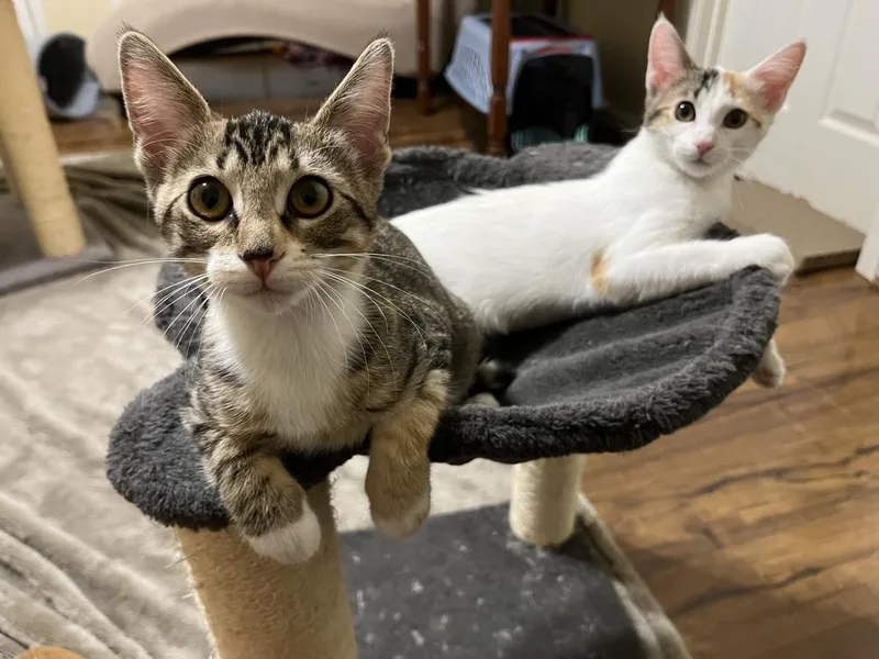 A baby medium-sized female Torbie cat named Little Phoebe for adoption in Raleigh, NC