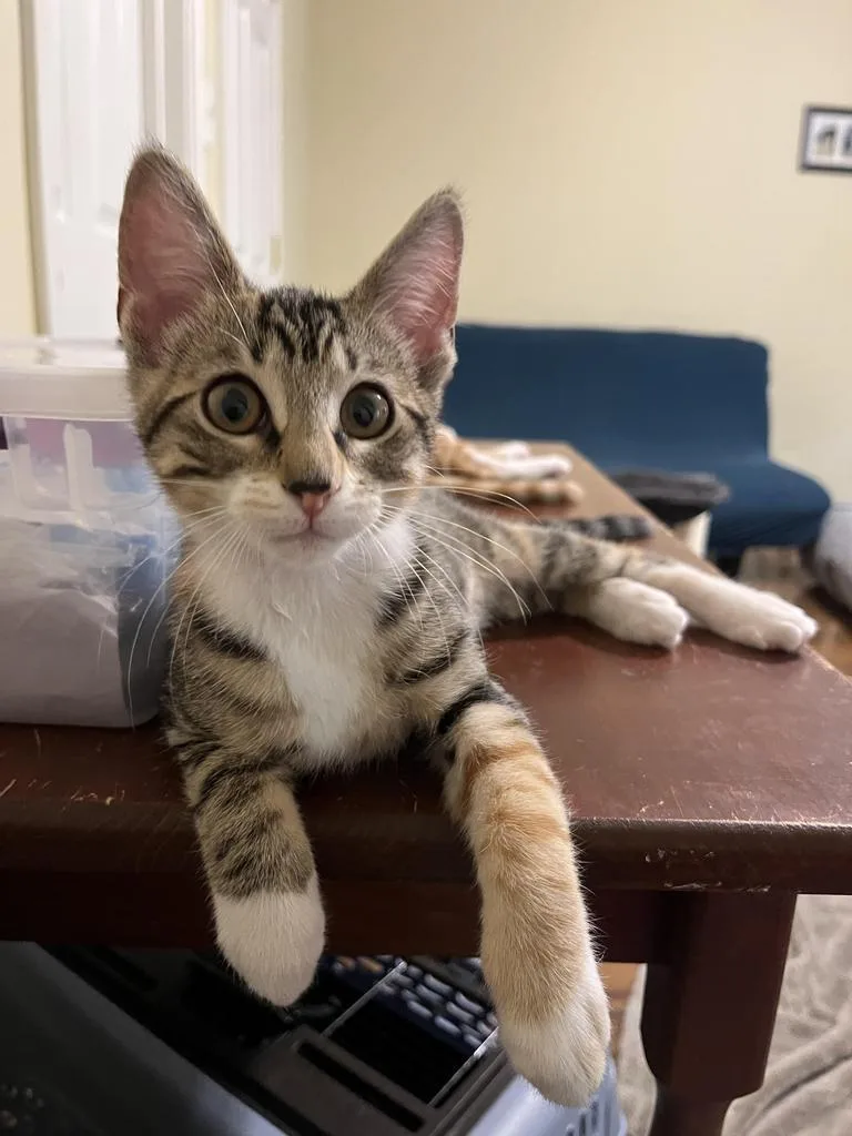 Little Phoebe thumbnail 3