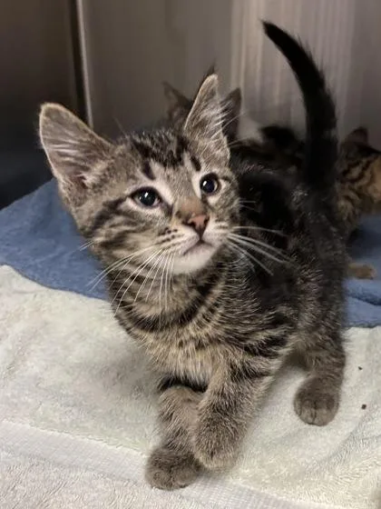 A baby small-sized male Domestic Short Hair cat named Oniichan for adoption in Mason, MI