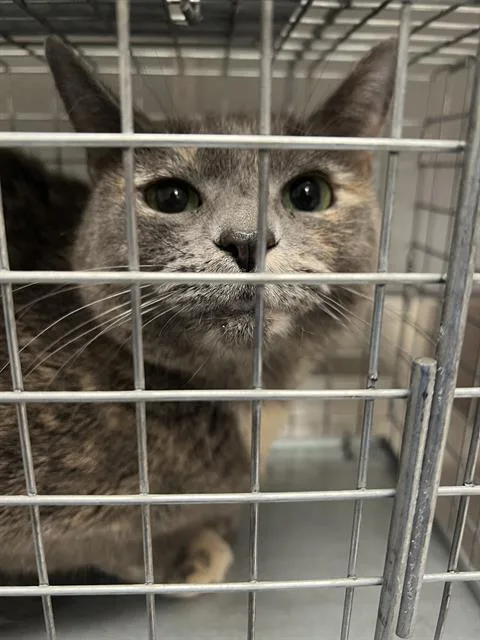 An adult large-sized female Domestic Short Hair cat named Peaches for adoption in Las Vegas, NV