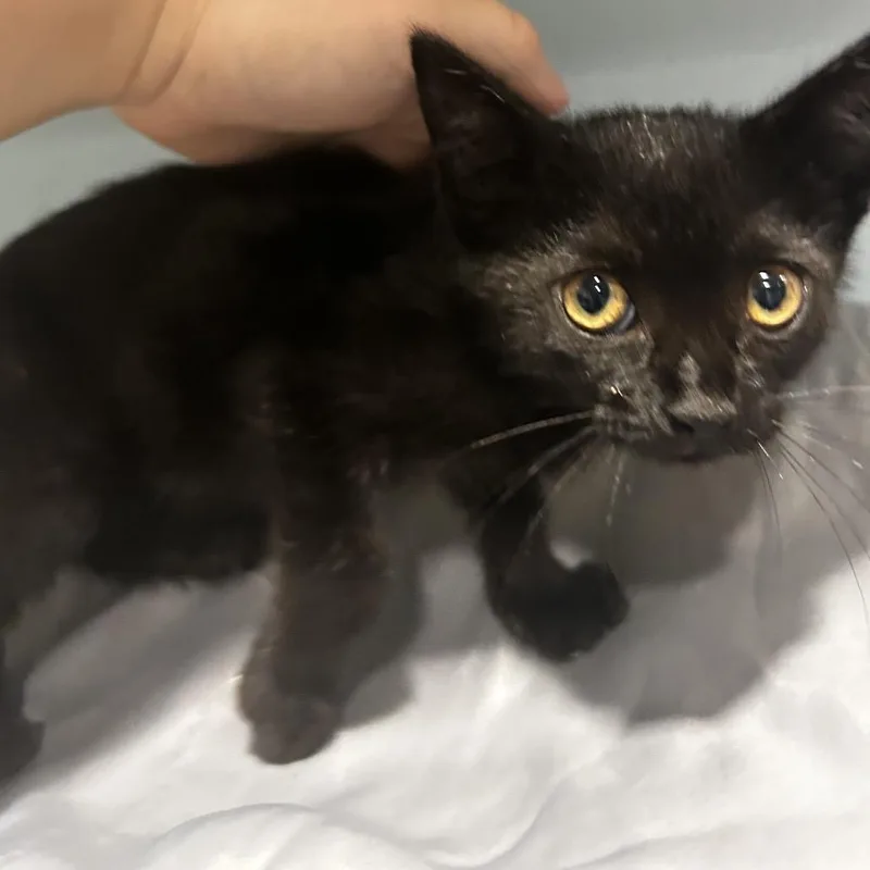 A baby small-sized male Black Domestic Short Hair cat named Mulberry Wine for adoption in Chattanooga, TN