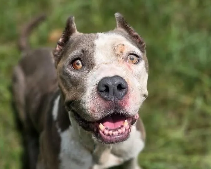 A young medium-sized female Gray / Blue / Silver American Staffordshire Terrier dog named Scarlett for adoption in Anniston, AL